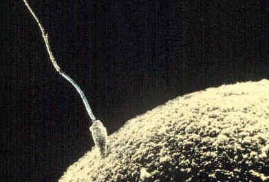 sperm-egg.jpg 인간의 난자는 가장 빠른 정자가 아닌 매력적인 정자를 선택한다